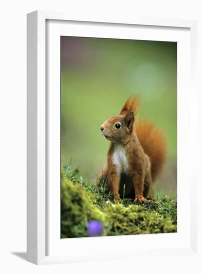 Red Squirrel on Alert-null-Framed Photographic Print