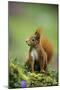 Red Squirrel on Alert-null-Mounted Photographic Print