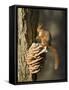 Red Squirrel on Bracket Fungus, Cairngorms, Scotland, UK-Andy Sands-Framed Stretched Canvas