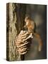 Red Squirrel on Bracket Fungus, Cairngorms, Scotland, UK-Andy Sands-Stretched Canvas