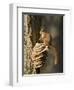 Red Squirrel on Bracket Fungus, Cairngorms, Scotland, UK-Andy Sands-Framed Photographic Print