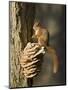 Red Squirrel on Bracket Fungus, Cairngorms, Scotland, UK-Andy Sands-Mounted Photographic Print