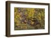 Red squirrel on old pine tree, looking through autumn birch foliage, Scotland, UK, October-SCOTLAND: The Big Picture-Framed Photographic Print