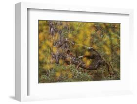 Red squirrel on old pine tree, looking through autumn birch foliage, Scotland, UK, October-SCOTLAND: The Big Picture-Framed Photographic Print