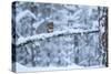 Red Squirrel on Snow-Covered Branch, Glenfeshie Estate, Cairngorms Np, Highlands, Scotland, UK-Peter Cairns-Stretched Canvas