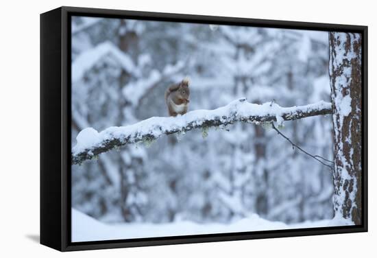 Red Squirrel on Snow-Covered Branch, Glenfeshie Estate, Cairngorms Np, Highlands, Scotland, UK-Peter Cairns-Framed Stretched Canvas