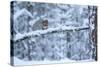 Red Squirrel on Snow-Covered Branch, Glenfeshie Estate, Cairngorms Np, Highlands, Scotland, UK-Peter Cairns-Stretched Canvas