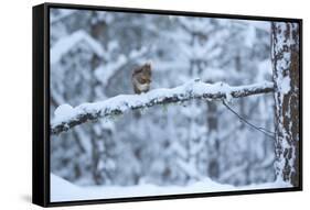 Red Squirrel on Snow-Covered Branch, Glenfeshie Estate, Cairngorms Np, Highlands, Scotland, UK-Peter Cairns-Framed Stretched Canvas