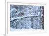 Red Squirrel on Snow-Covered Branch, Glenfeshie Estate, Cairngorms Np, Highlands, Scotland, UK-Peter Cairns-Framed Photographic Print