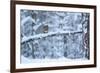 Red Squirrel on Snow-Covered Branch, Glenfeshie Estate, Cairngorms Np, Highlands, Scotland, UK-Peter Cairns-Framed Photographic Print