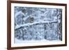 Red Squirrel on Snow-Covered Branch, Glenfeshie Estate, Cairngorms Np, Highlands, Scotland, UK-Peter Cairns-Framed Photographic Print