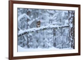 Red Squirrel on Snow-Covered Branch, Glenfeshie Estate, Cairngorms Np, Highlands, Scotland, UK-Peter Cairns-Framed Photographic Print