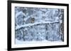 Red Squirrel on Snow-Covered Branch, Glenfeshie Estate, Cairngorms Np, Highlands, Scotland, UK-Peter Cairns-Framed Photographic Print