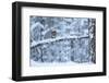 Red Squirrel on Snow-Covered Branch, Glenfeshie Estate, Cairngorms Np, Highlands, Scotland, UK-Peter Cairns-Framed Photographic Print