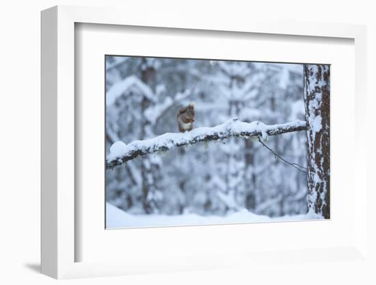 Red Squirrel on Snow-Covered Branch, Glenfeshie Estate, Cairngorms Np, Highlands, Scotland, UK-Peter Cairns-Framed Photographic Print