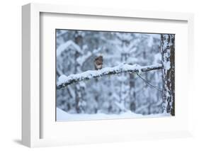 Red Squirrel on Snow-Covered Branch, Glenfeshie Estate, Cairngorms Np, Highlands, Scotland, UK-Peter Cairns-Framed Photographic Print