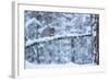 Red Squirrel on Snow-Covered Branch, Glenfeshie Estate, Cairngorms Np, Highlands, Scotland, UK-Peter Cairns-Framed Photographic Print