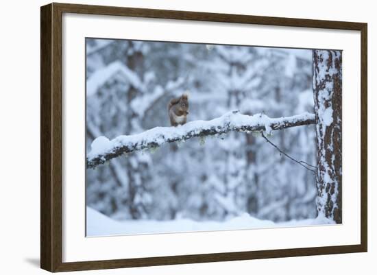 Red Squirrel on Snow-Covered Branch, Glenfeshie Estate, Cairngorms Np, Highlands, Scotland, UK-Peter Cairns-Framed Photographic Print