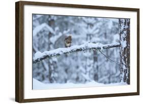 Red Squirrel on Snow-Covered Branch, Glenfeshie Estate, Cairngorms Np, Highlands, Scotland, UK-Peter Cairns-Framed Photographic Print