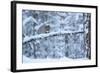 Red Squirrel on Snow-Covered Branch, Glenfeshie Estate, Cairngorms Np, Highlands, Scotland, UK-Peter Cairns-Framed Photographic Print