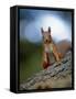 Red Squirrel on Tree Trunk, Scotland-Niall Benvie-Framed Stretched Canvas