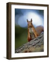 Red Squirrel on Tree Trunk, Scotland-Niall Benvie-Framed Photographic Print