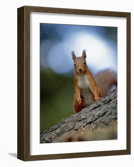 Red Squirrel on Tree Trunk, Scotland-Niall Benvie-Framed Photographic Print