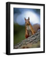Red Squirrel on Tree Trunk, Scotland-Niall Benvie-Framed Photographic Print