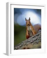 Red Squirrel on Tree Trunk, Scotland-Niall Benvie-Framed Photographic Print