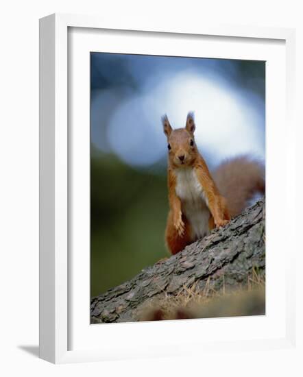 Red Squirrel on Tree Trunk, Scotland-Niall Benvie-Framed Photographic Print