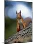 Red Squirrel on Tree Trunk, Scotland-Niall Benvie-Mounted Photographic Print