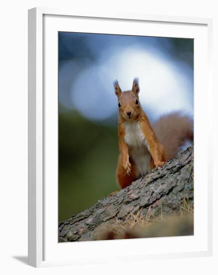 Red Squirrel on Tree Trunk, Scotland-Niall Benvie-Framed Photographic Print