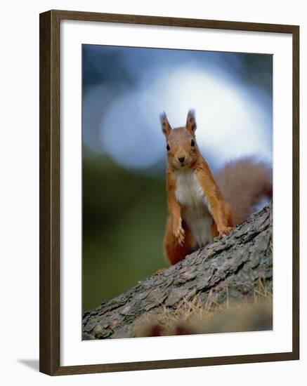 Red Squirrel on Tree Trunk, Scotland-Niall Benvie-Framed Photographic Print