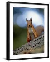 Red Squirrel on Tree Trunk, Scotland-Niall Benvie-Framed Photographic Print