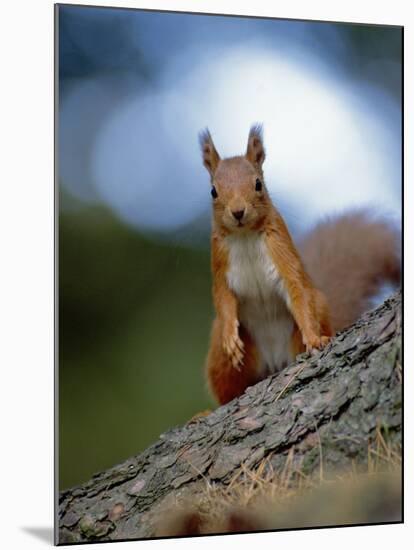 Red Squirrel on Tree Trunk, Scotland-Niall Benvie-Mounted Photographic Print