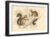 Red Squirrel (Sciurus Vulgari), Tree-Living Rodent Native to Europe and Asia, 1828-null-Framed Giclee Print