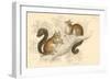 Red Squirrel (Sciurus Vulgari), Tree-Living Rodent Native to Europe and Asia, 1828-null-Framed Giclee Print