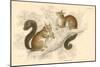 Red Squirrel (Sciurus Vulgari), Tree-Living Rodent Native to Europe and Asia, 1828-null-Mounted Giclee Print