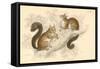 Red Squirrel (Sciurus Vulgari), Tree-Living Rodent Native to Europe and Asia, 1828-null-Framed Stretched Canvas