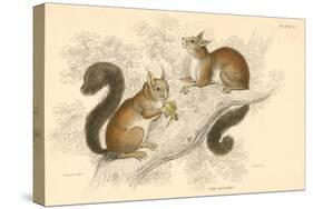 Red Squirrel (Sciurus Vulgari), Tree-Living Rodent Native to Europe and Asia, 1828-null-Stretched Canvas