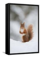 Red Squirrel (Sciurus Vulgaris) Adult in Snow, Cairngorms National Park, Scotland, February-Mark Hamblin-Framed Stretched Canvas