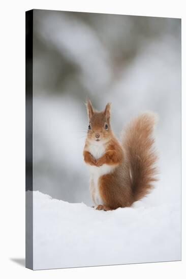 Red Squirrel (Sciurus Vulgaris) Adult in Snow, Cairngorms National Park, Scotland, February-Mark Hamblin-Stretched Canvas