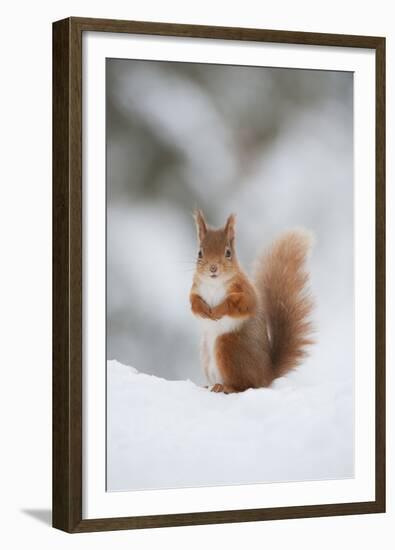 Red Squirrel (Sciurus Vulgaris) Adult in Snow, Cairngorms National Park, Scotland, February-Mark Hamblin-Framed Premium Photographic Print