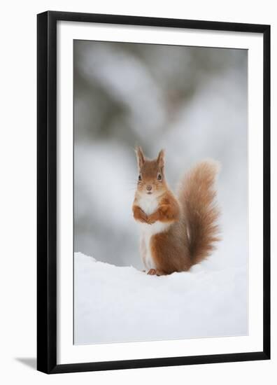 Red Squirrel (Sciurus Vulgaris) Adult in Snow, Cairngorms National Park, Scotland, February-Mark Hamblin-Framed Premium Photographic Print