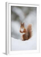 Red Squirrel (Sciurus Vulgaris) Adult in Snow, Cairngorms National Park, Scotland, February-Mark Hamblin-Framed Premium Photographic Print