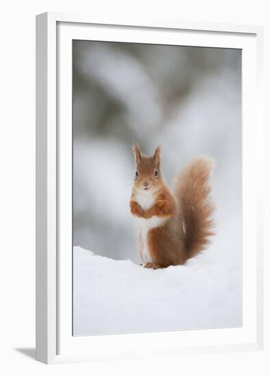 Red Squirrel (Sciurus Vulgaris) Adult in Snow, Cairngorms National Park, Scotland, February-Mark Hamblin-Framed Premium Photographic Print