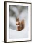 Red Squirrel (Sciurus Vulgaris) Adult in Snow, Cairngorms National Park, Scotland, February-Mark Hamblin-Framed Premium Photographic Print