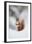 Red Squirrel (Sciurus Vulgaris) Adult in Snow, Cairngorms National Park, Scotland, February-Mark Hamblin-Framed Premium Photographic Print