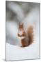 Red Squirrel (Sciurus Vulgaris) Adult in Snow, Cairngorms National Park, Scotland, February-Mark Hamblin-Mounted Premium Photographic Print