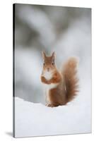 Red Squirrel (Sciurus Vulgaris) Adult in Snow, Cairngorms National Park, Scotland, February-Mark Hamblin-Stretched Canvas